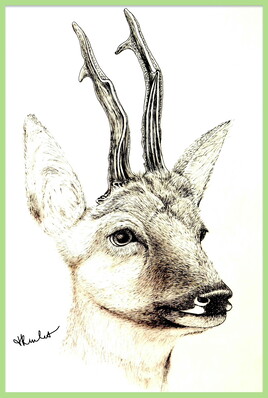 Portrait chevreuil (Capreolus capreolus) / Drawing Deer’s portrait