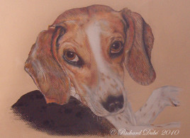 Beagle Tricolore,Maguee