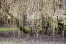 Perles v&eacute;g&eacute;tales