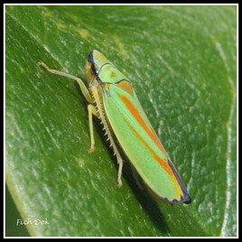 Cicadelle du rhododendron