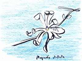 Magnolia étoilé (Magnolia stellata) / Drawing : a star magnolia flower