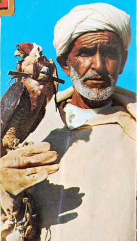 fauconnier marocain