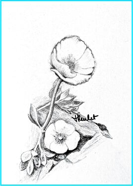 La renoncule des glaciers (Ranunculus glacialis) / Drawing A glacier buttercup