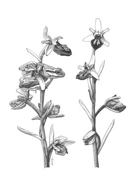 Ophrys rainette