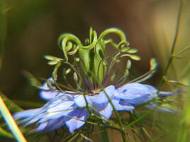 petite fleur de nigelle ...