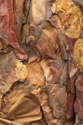 Ecorce de tabaquillo