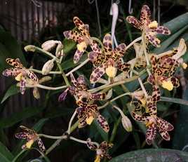 Orchidée d'Afrique Occidentale