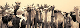 marché aux chameaux