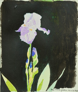 Iris du jardin