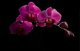 orchidée...