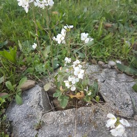 La nature qui reprend le desus