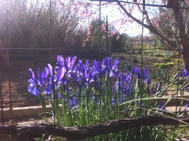 Iris et prunier en fleurs