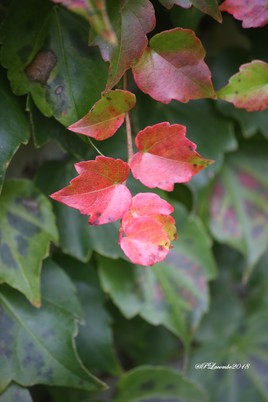 C'est bien l'automne