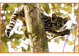 Guyana : un jeune margay (Leopardus wiedii) / Guyana :  a young margay