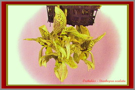 Orchidées - Stanhopea oculata