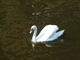 Paix sur le lac