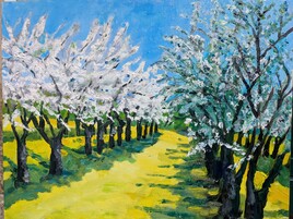 Verger de cerisiers en fleurs au soleil d'avril! Verger de cerisiers en fleurs au soleil d'avril!