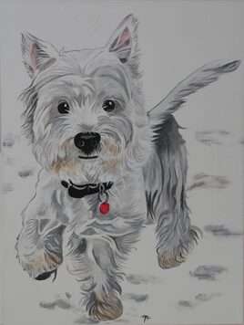 westie