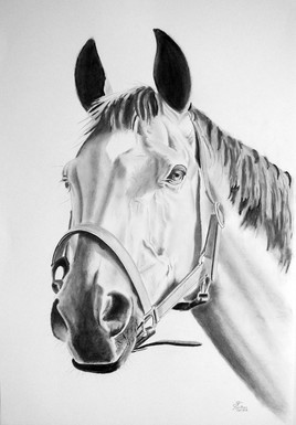 t&ecirc;te de cheval