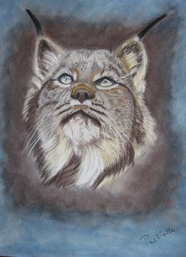 lynx
