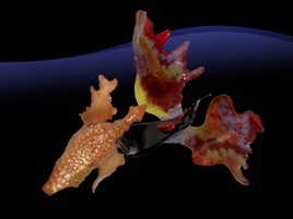 Id&eacute;e de Dragon