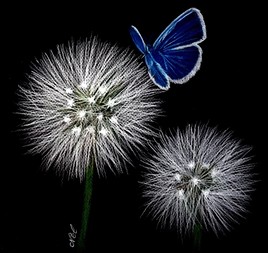 Dandelions et papillon