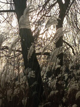 Plumes réconfortantes