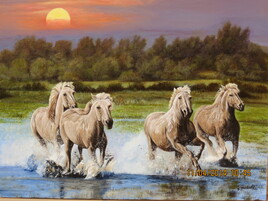 chevaux en camargue