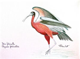 Ibis fascinelle (Plegadis falcinellus) / Painting A Glossy Ibis