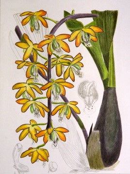 eriopsis biloba