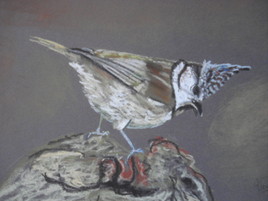 m&eacute;sange hupp&eacute;e