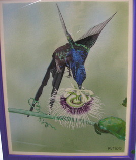 colibri à queue d'hirondelle et passiflore
