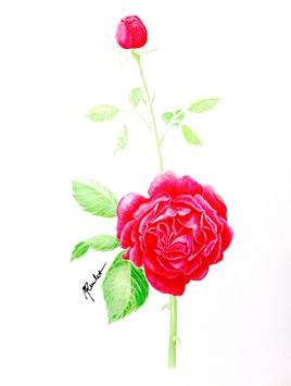La rose rouge / Watercolor A red rose