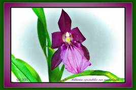 Miltania spectabilis var mooreliana - Orchidée