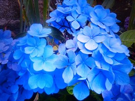 hortensias bleus