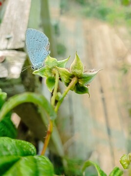Framboise papillonnée