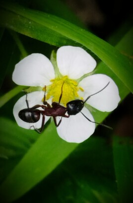 petite fourmi sur fleur de ronce
