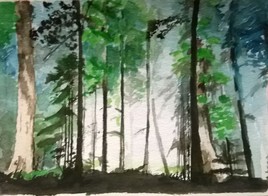 foret de sapin contre jour