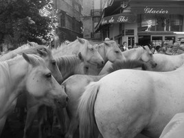 Chevaux dans la rue