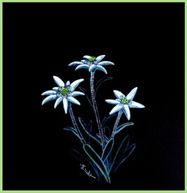 Edelweiss (Leontopodium alpinum) / Painting Edelweiss