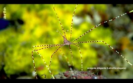 Araignée élégante (Latreillia elegans) / Latreillia elegans