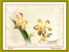 Vanda sumatrana - Orchidée