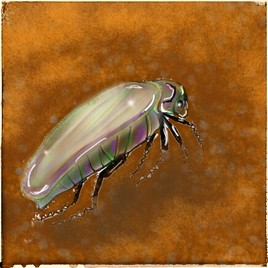 scarabée.