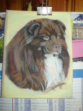 berger australien bicolore