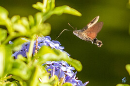 Papillon Sphinx Colibri