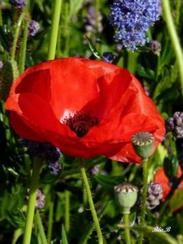 Joli coquelicot, mesdames