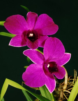 Dendrobium Anouk Sue