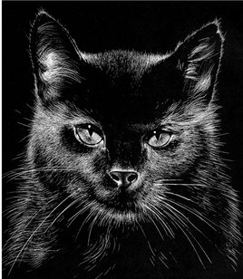 Le chat Noir