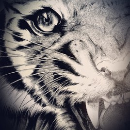 Tigre