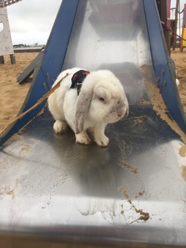 J'aime pas les toboggans